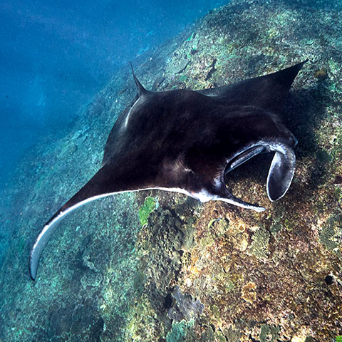 Dive Site Manta Ridge