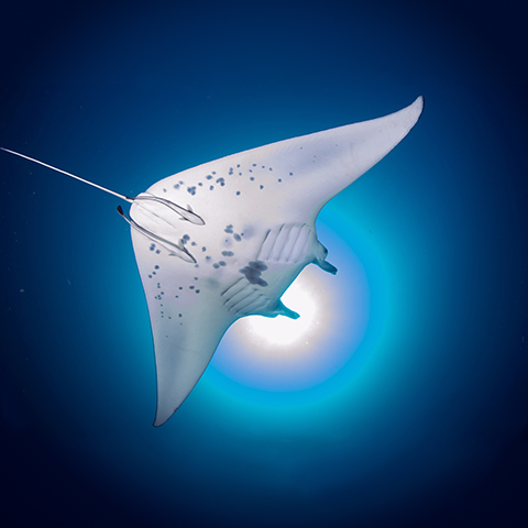 Dive Site Manta Sandy Raja Ampat