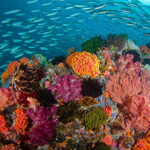 Dive Site Melissa