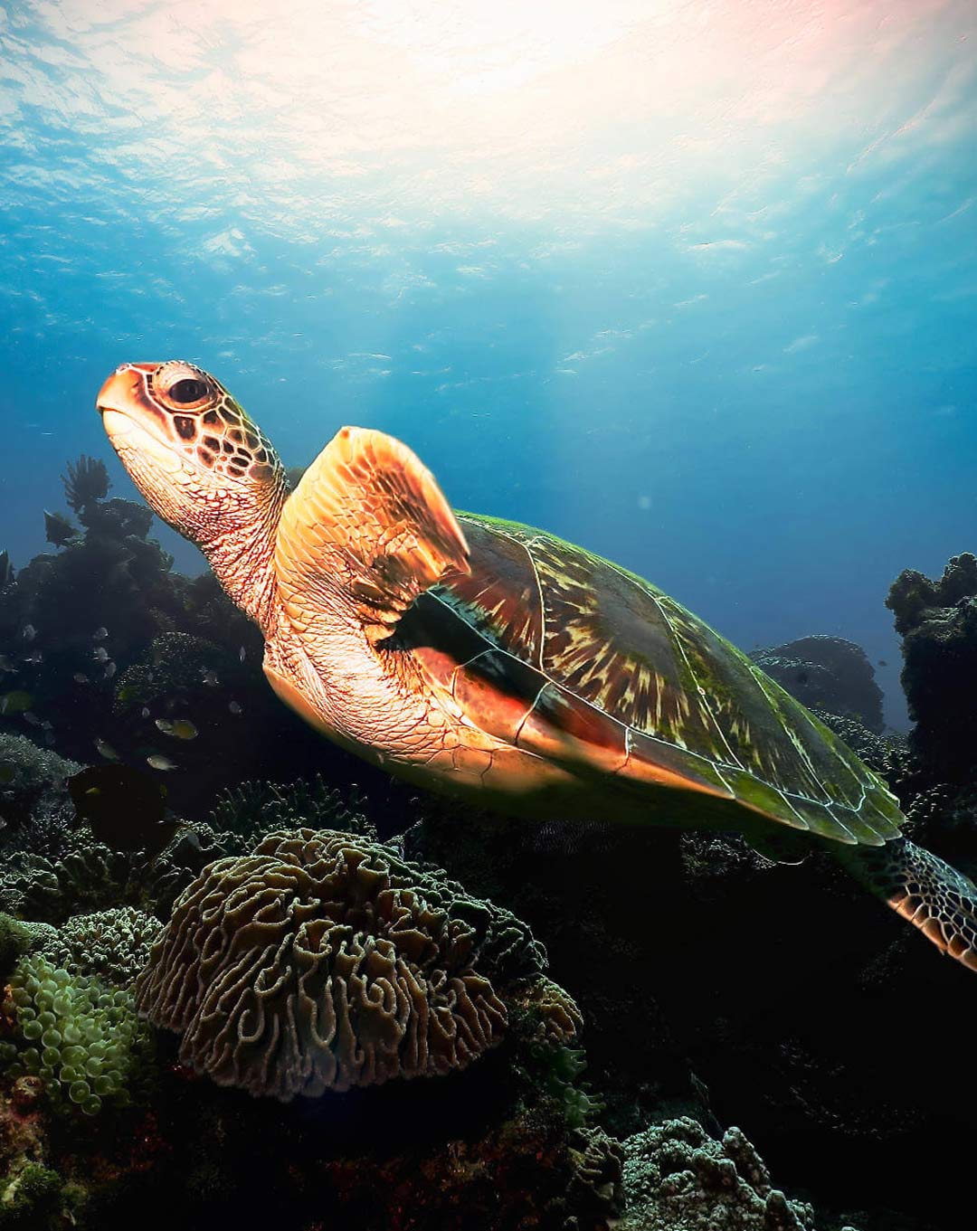 Dive Site Siaba Besar Turtle City Komodo