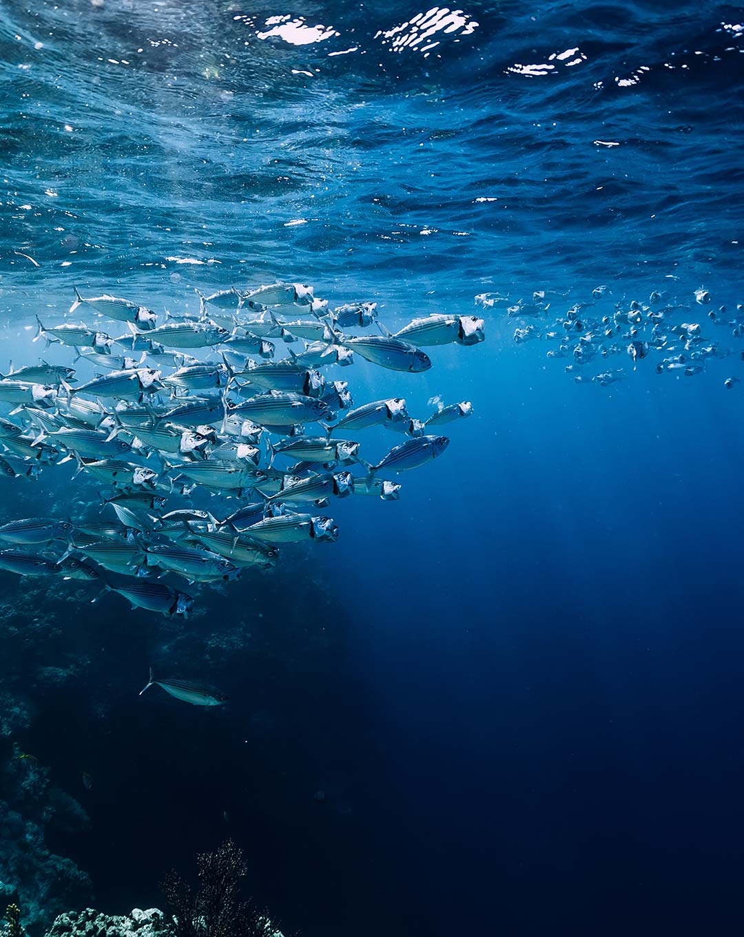 Dive Site Siaba Kecil Komodo