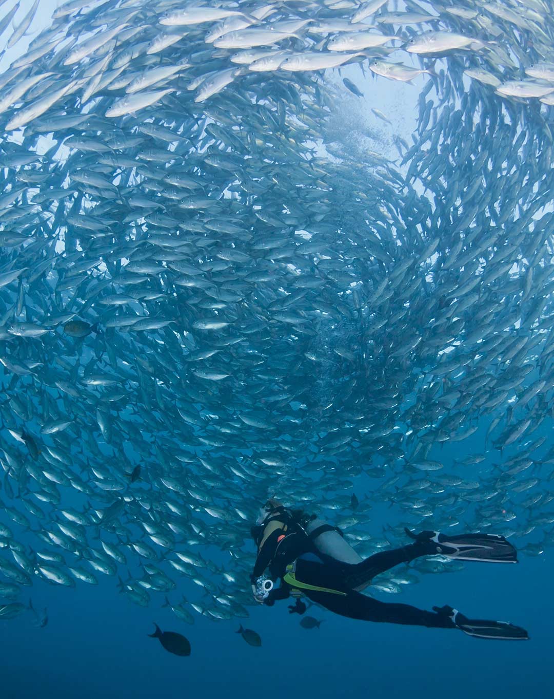 Diving Trip Indonesia Komodo and Bali 17 Days