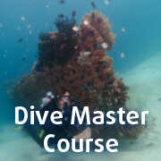 Dive Master Course in Menjangan Marine Park
