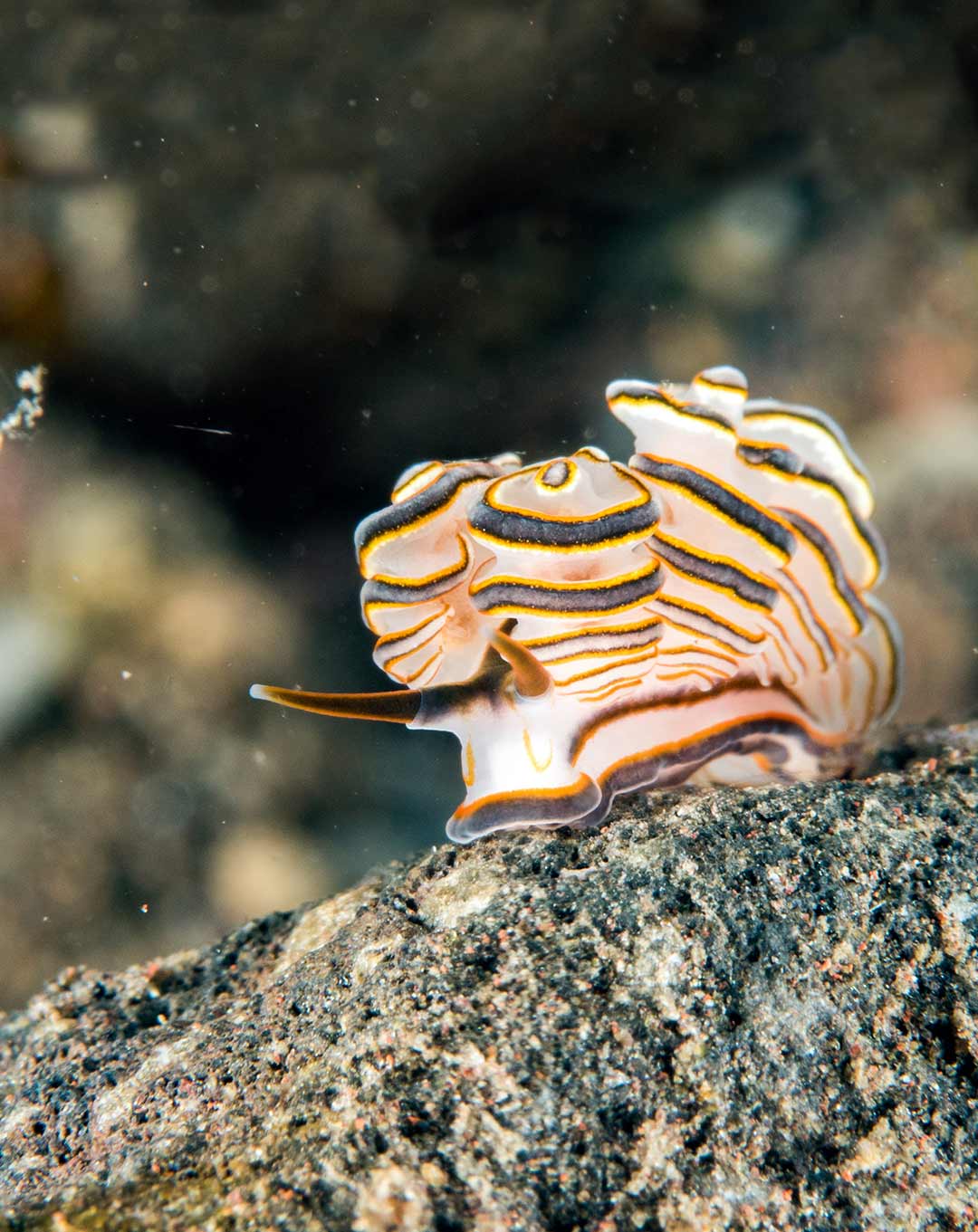 Doto-greenamyeri-Nudibranch
