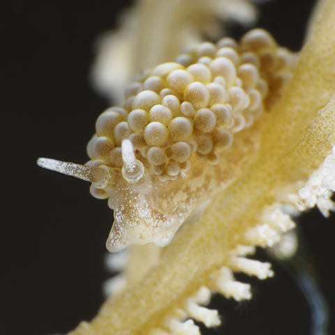 Doto Ussi Close-up