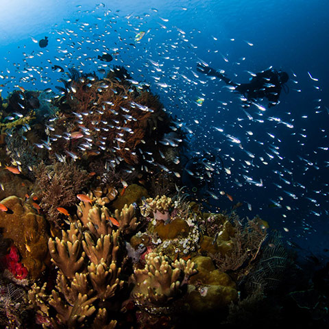 Drift Diving The Cauldron Komodo