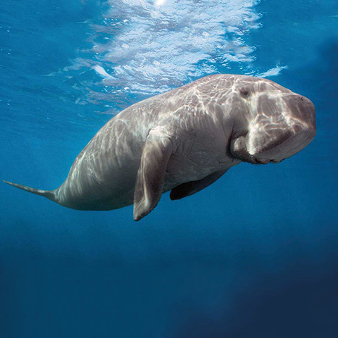 Dugong