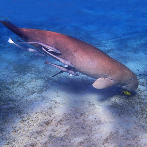 Dugong Behaviour
