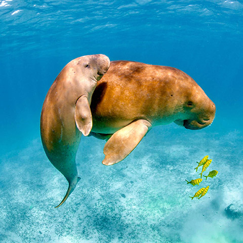 Dugong family