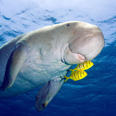 Dugong in South-East Asia
