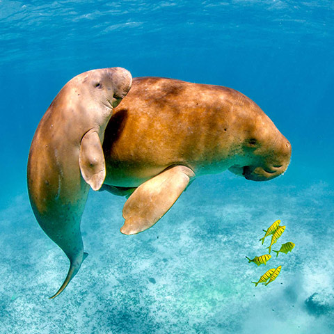 Dugong