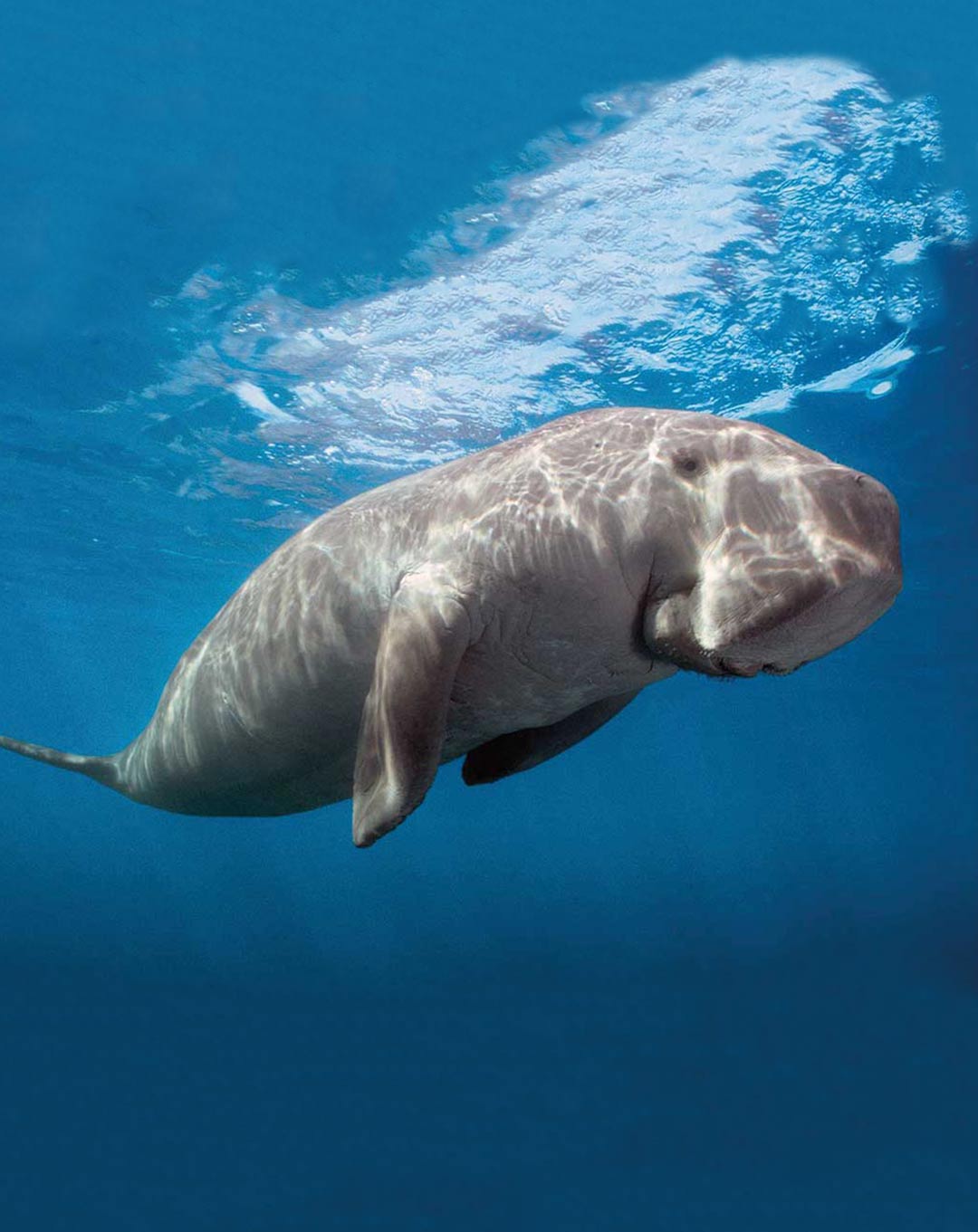 Dugong