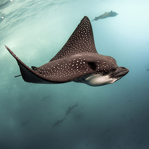 Eagle Ray and Sharks Komodo