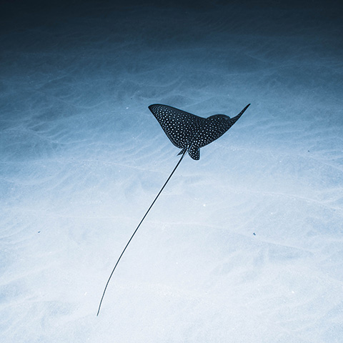 Eagle Ray Komodo