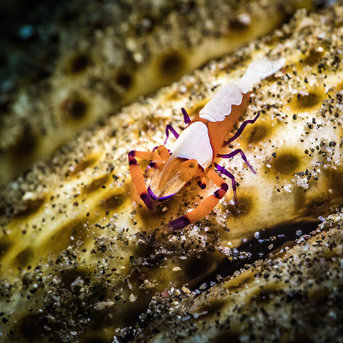 Emperor Shrimp