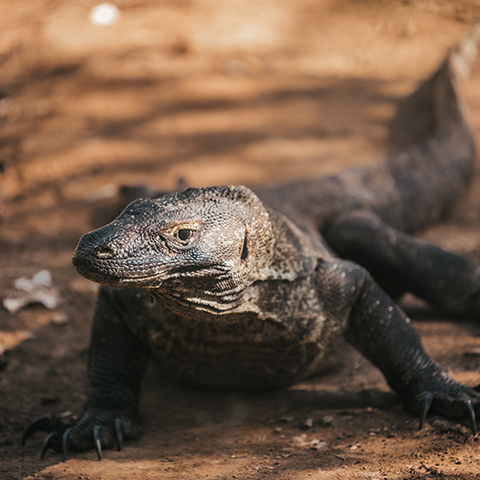 Encounter Komodo Dragon