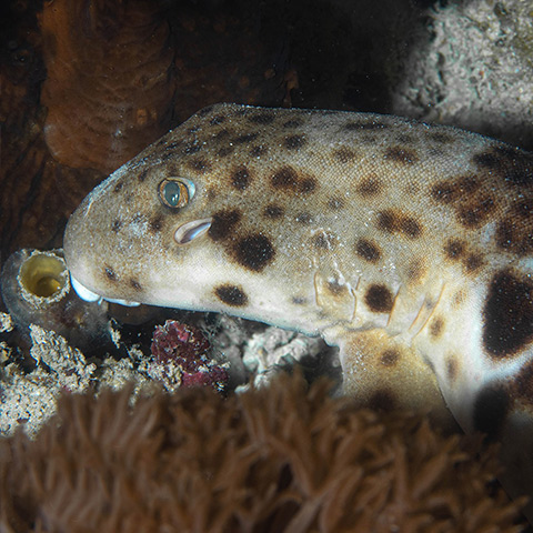 Epaulette Shark