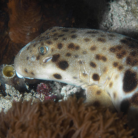 Epaulette Shark in Triton Bay