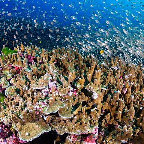 Fam Islands Dive