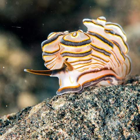 Muck Diving in Bali