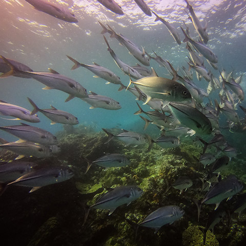 Fish Drifting Komodo Castle Rock