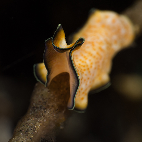 Flatworm in Mawan Komodo