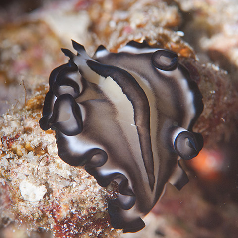 A Bicolor Flatworm