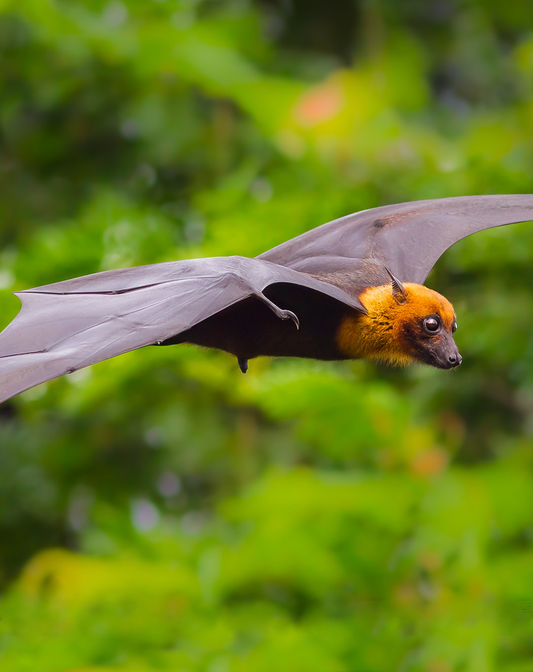 Giant Fruit Bat in Kalong Island