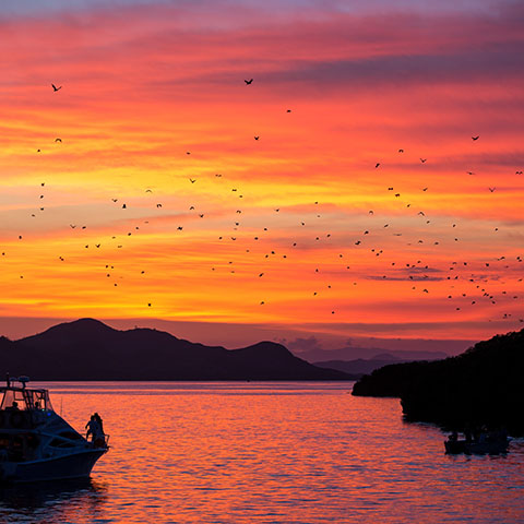 Giant Fruit Bats Flying at Sunset in Kalong