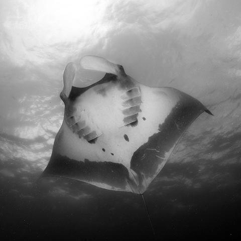 Giant Oceanic Manta in Blue Magic