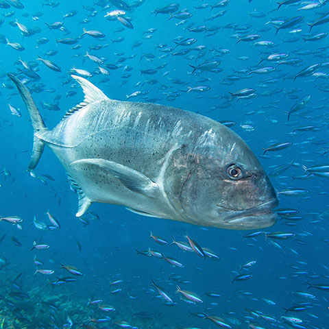 Giant Trevally Komodo Diving
