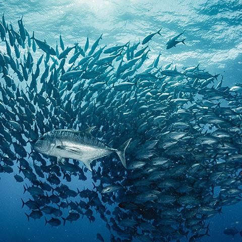 Giant Trevally with a Large School of Fish