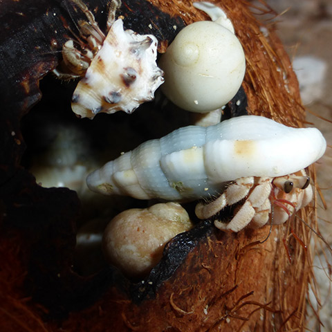 Greedy Hermit Crabs