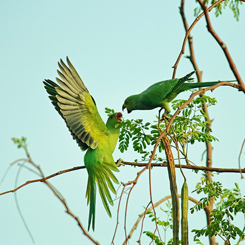 Green Parrots in Raja Ampat