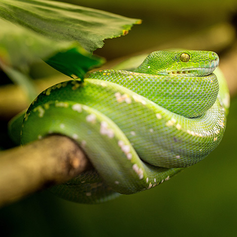Green Python Resting on a Tree