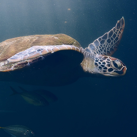 Green Turtle in the Blue