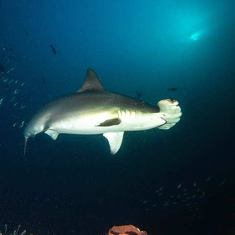 Hammerhead Dive