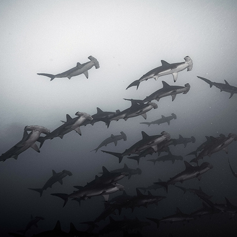 Hammerhead Shark Behaviour