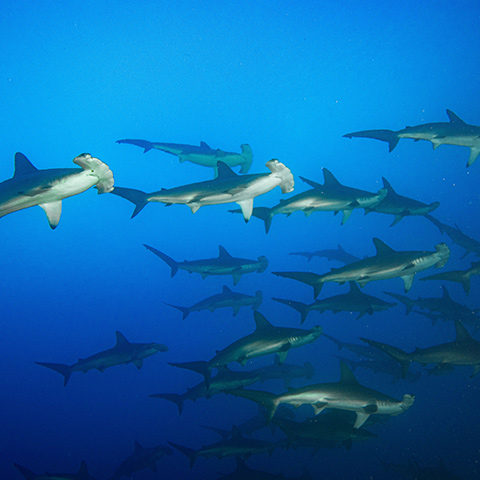 Hammerhead Shark Diving