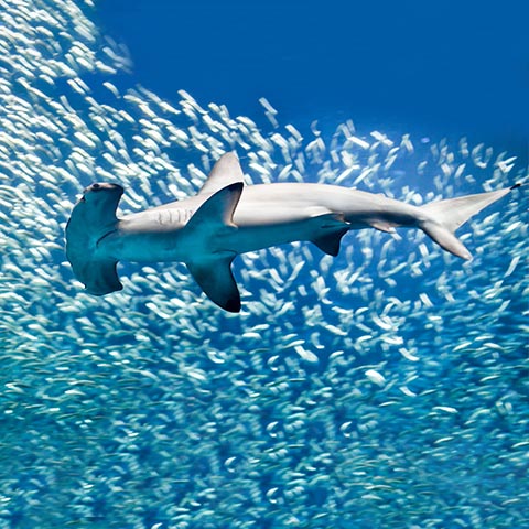Hammerhead Shark