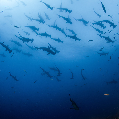 Hammerhead Sharks Shoal in Banda