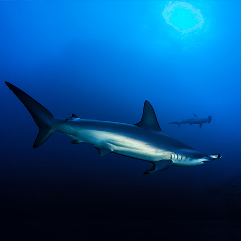 Hammerhead Shark