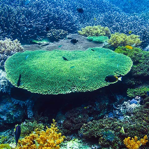 Hard Corals Reef in Magic Mountain
