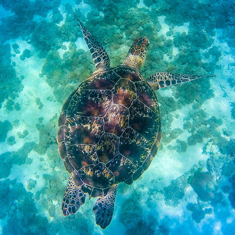 Hawksbill Turtle Mawan
