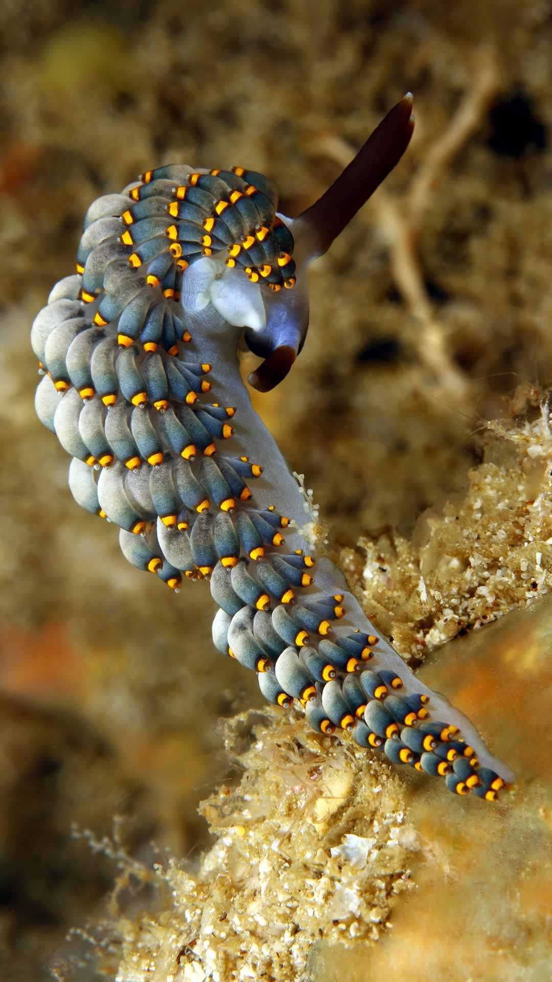 Macro Dive Tulamben Aeolidiidae Nudibranchs Familly
