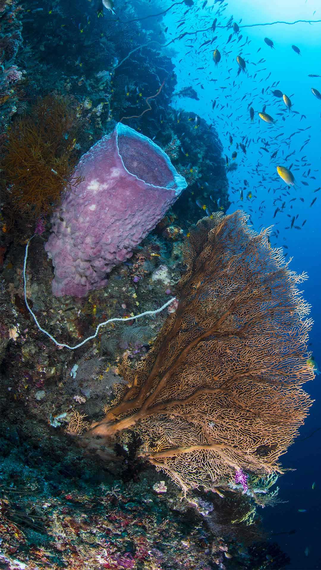 Lionfish in Amed