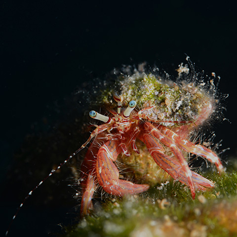 Hermit Crab During Night Dive