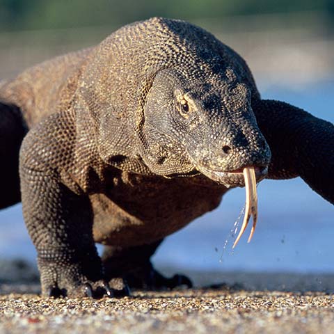How big is the Komodo Dragon