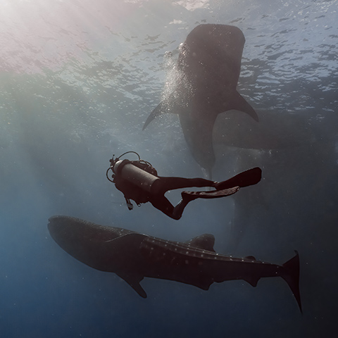 How large is a Whale Shark