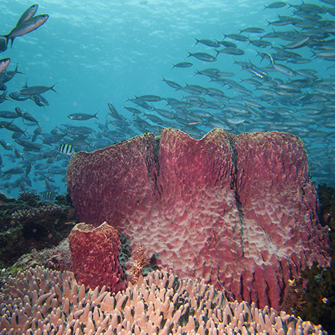 Huge Barrel Sponge in Fam Islands